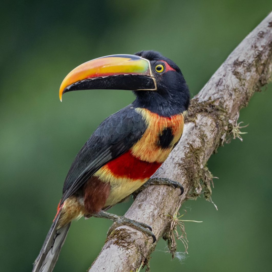 Esquipulas Rainforest