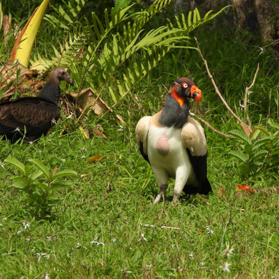 Esquipulas Rainforest